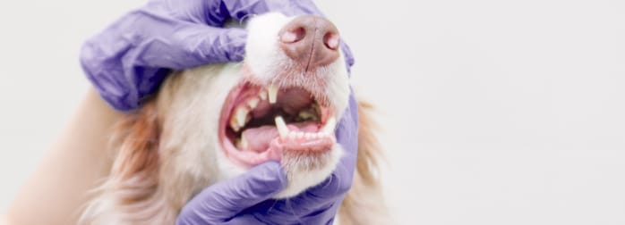 Vétérinaire dentisterie chien