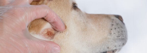 Consultation dermato chien labrador