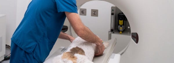Scanner vétérinaire chien
