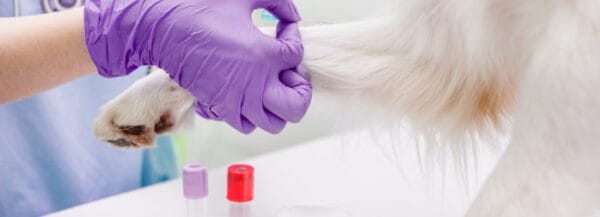 Prélèvement chien analyse médicale