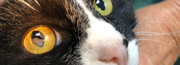 Consultation Ophtalmologie chat
