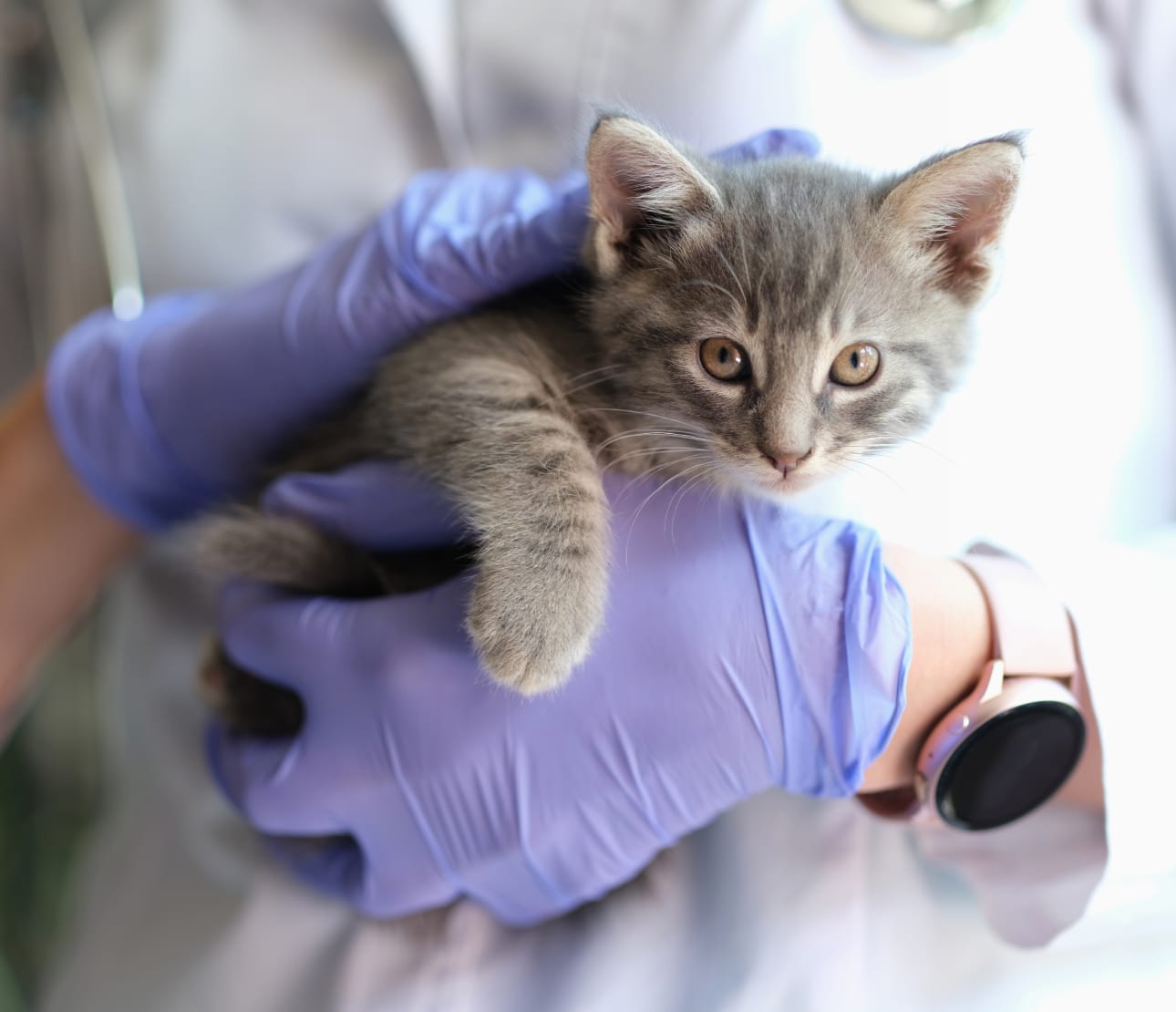 Vétérinaire tenant un chaton gris tigré dans ses mains