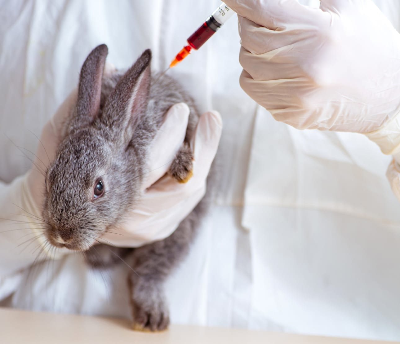 Vétérinaire avec seringue lapin clinique