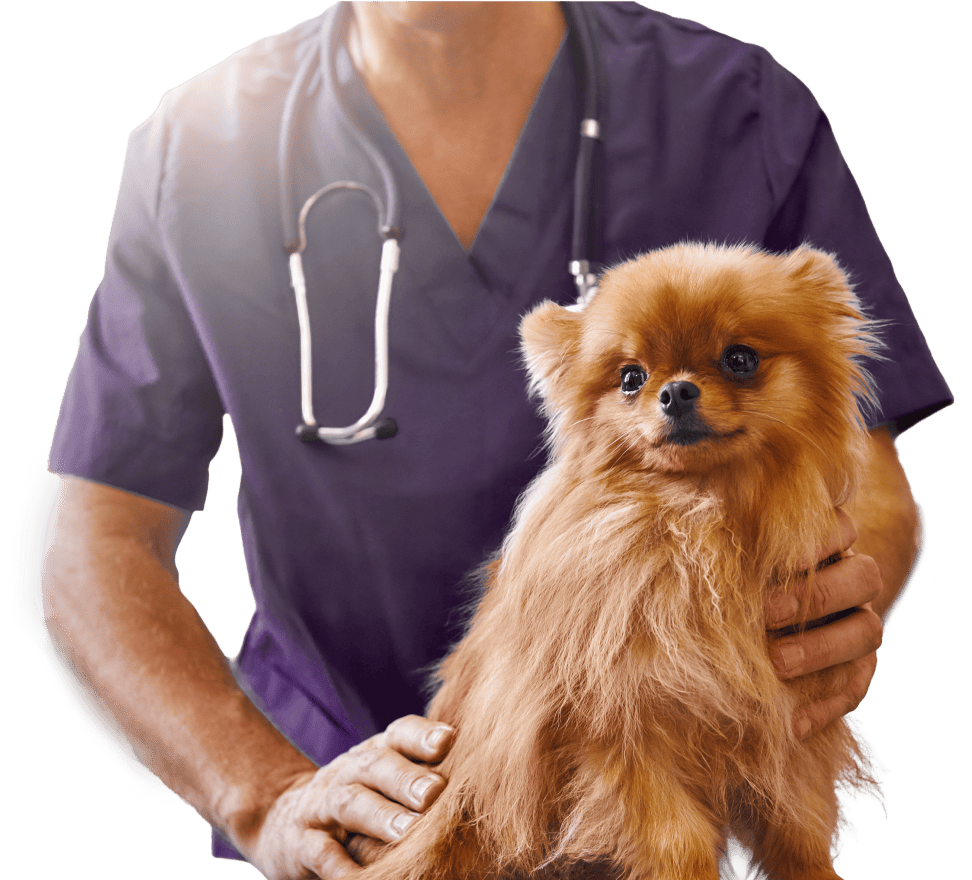 Vétérinaire médecine préventive examinant chien